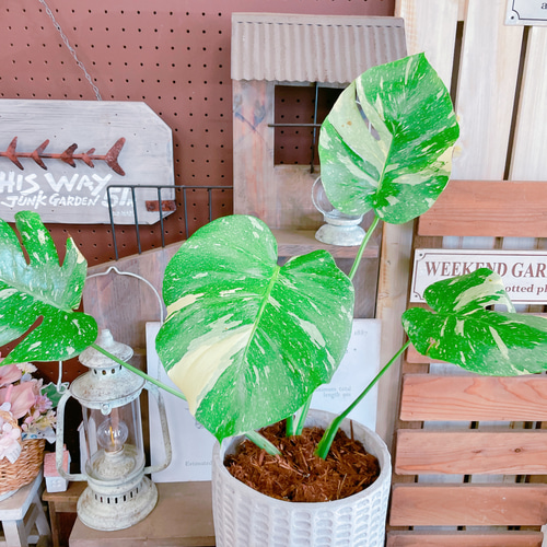 現品SALE♡希少【斑入りモンステラ】大人気！レア観葉植物