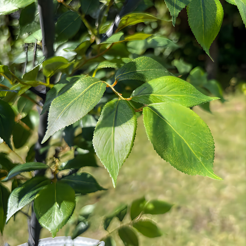 光触媒 人工観葉植物 ウォールグリーン フェイクグリーン
