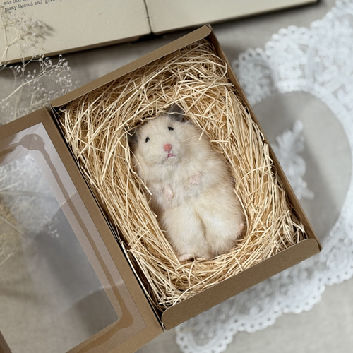 ゴールデンハムスター ゴールデンハムスター キンクマ 女の子 小動物販売・詳細 ペット