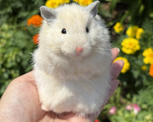 ゴールデンハムスター 抱っこ中。。。🐹 めちゃくちゃカメラ目線🤣🤣 ☎︎03-3404-1180