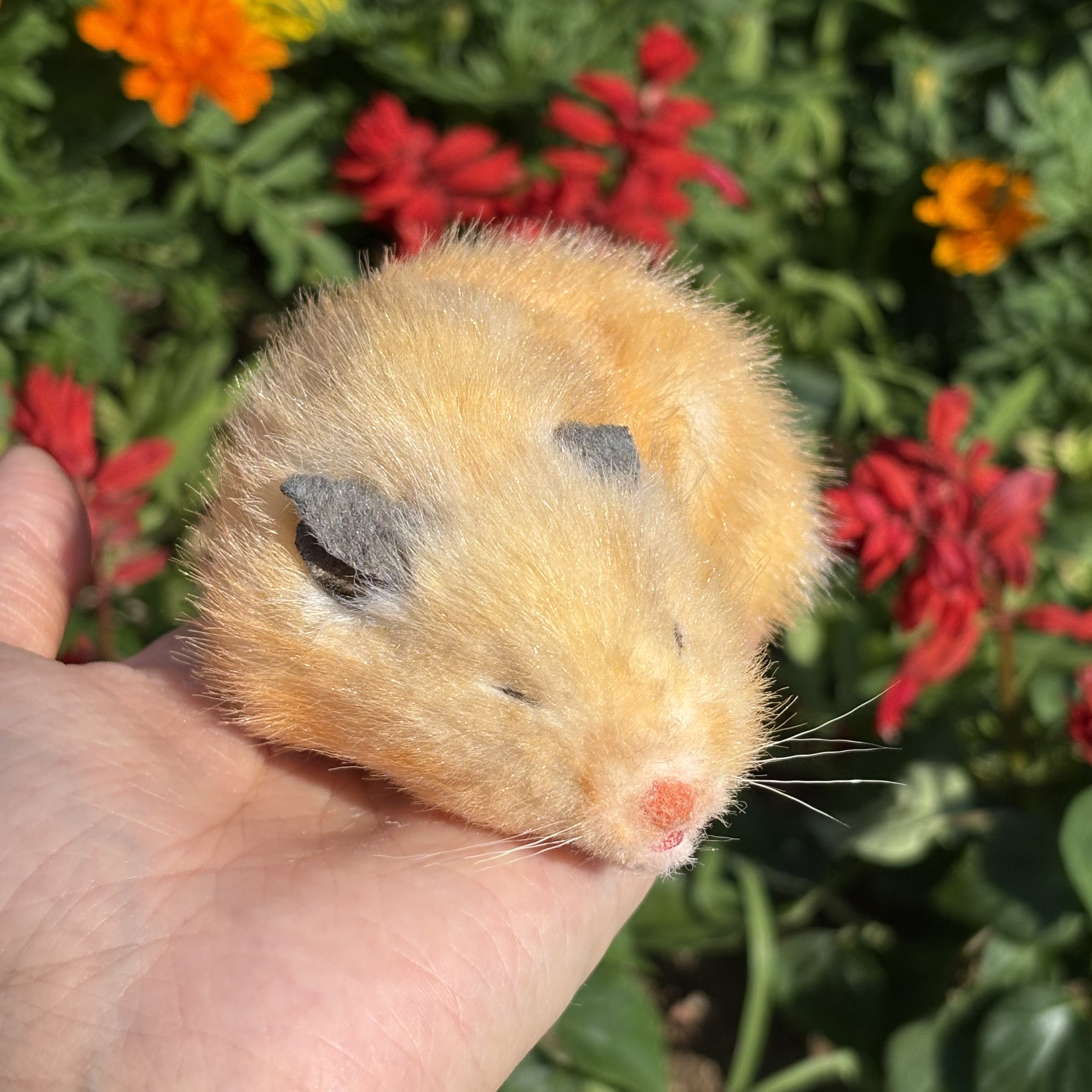 ゴールデンハムスターのぬいぐるみ／寝姿｜キンクマ・ダルメシアンなど《セミオーダー可》