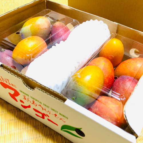 送料込み】沖縄ミニマンゴー約1kg お買い得 果物（フルーツ