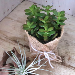 金のなる木♡黄金姫花月♡多肉植物♡インテリアグリーン♡鉢ごと♡ 12枚目の画像