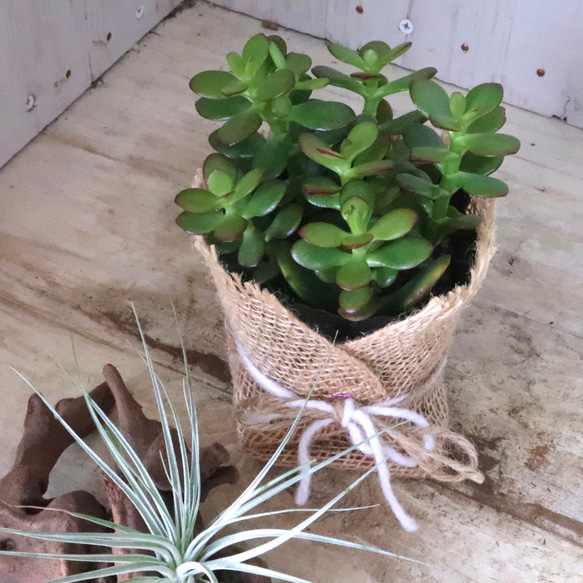 金のなる木♡黄金姫花月♡多肉植物♡インテリアグリーン♡鉢ごと♡ 12枚目の画像