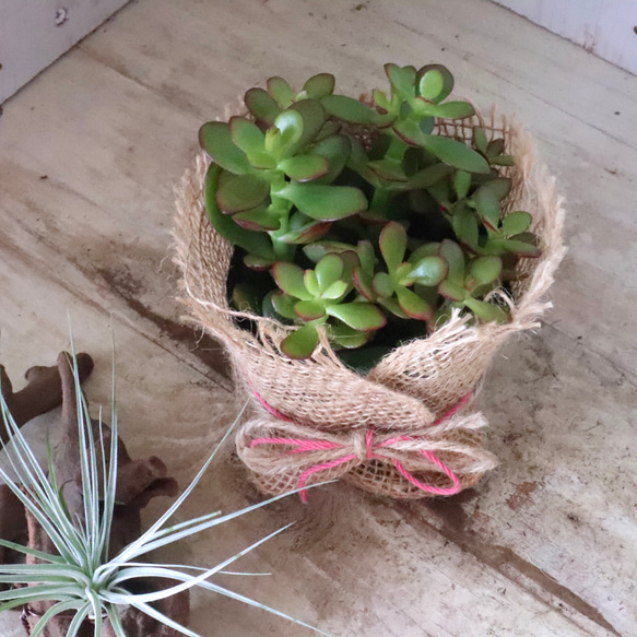 金のなる木♡黄金姫花月♡多肉植物♡インテリアグリーン♡鉢ごと♡ 2枚目の画像