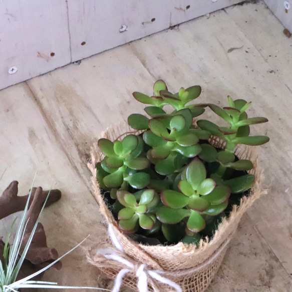 金のなる木♡黄金姫花月♡多肉植物♡インテリアグリーン♡鉢ごと♡ 11枚目の画像