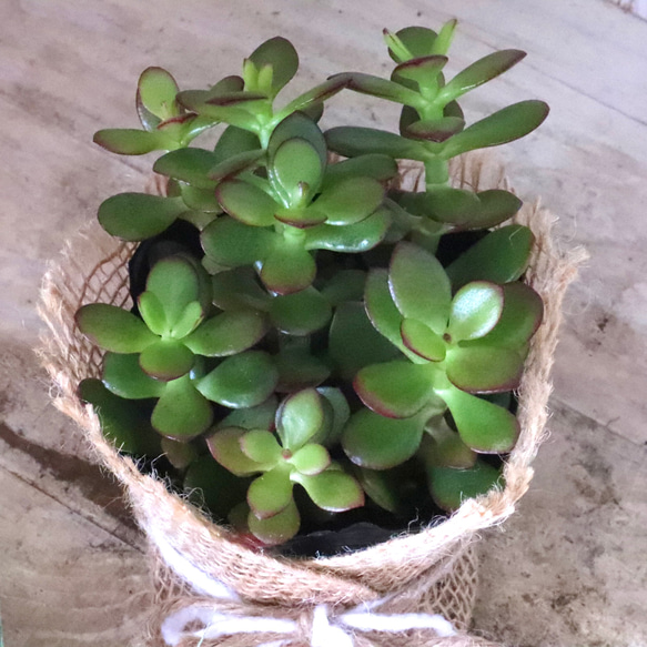 金のなる木♡黄金姫花月♡多肉植物♡インテリアグリーン♡鉢ごと♡ 8枚目の画像