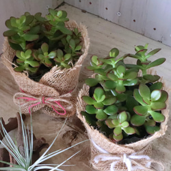 金のなる木♡黄金姫花月♡多肉植物♡インテリアグリーン♡鉢ごと♡ 1枚目の画像