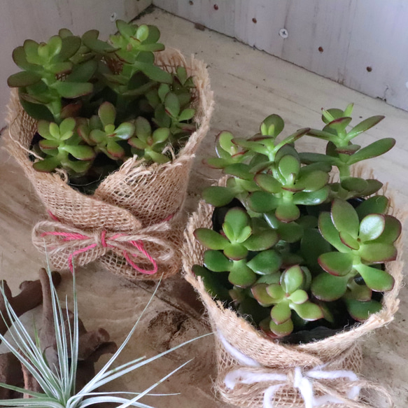 金のなる木♡黄金姫花月♡多肉植物♡インテリアグリーン♡鉢ごと♡ 1枚目の画像