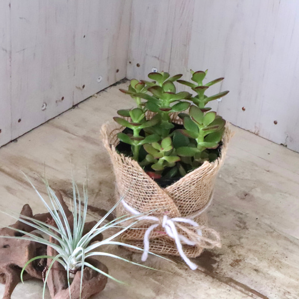 金のなる木♡黄金姫花月♡多肉植物♡インテリアグリーン♡鉢ごと♡ 9枚目の画像