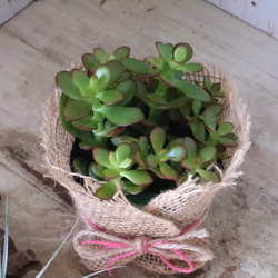 金のなる木♡黄金姫花月♡多肉植物♡インテリアグリーン♡鉢ごと♡ 5枚目の画像