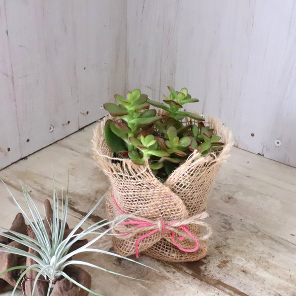 金のなる木♡黄金姫花月♡多肉植物♡インテリアグリーン♡鉢ごと♡ 3枚目の画像