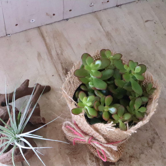 金のなる木♡黄金姫花月♡多肉植物♡インテリアグリーン♡鉢ごと♡ 4枚目の画像