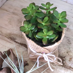 金のなる木♡黄金姫花月♡多肉植物♡インテリアグリーン♡鉢ごと♡ 10枚目の画像
