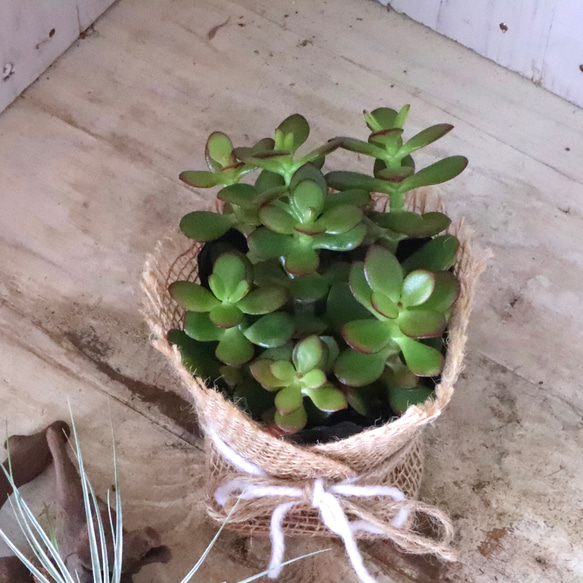 金のなる木♡黄金姫花月♡多肉植物♡インテリアグリーン♡鉢ごと♡ 6枚目の画像