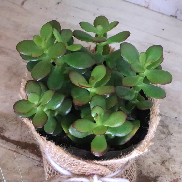 金のなる木♡黄金姫花月♡多肉植物♡インテリアグリーン♡鉢ごと♡ 15枚目の画像