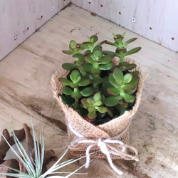 金のなる木♡黄金姫花月♡多肉植物♡インテリアグリーン♡鉢ごと♡ 7枚目の画像