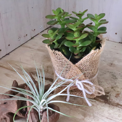 金のなる木♡黄金姫花月♡多肉植物♡インテリアグリーン♡鉢ごと♡ 13枚目の画像