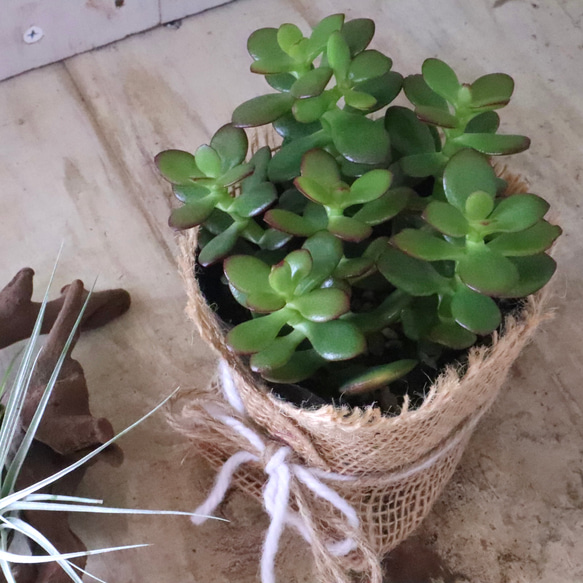 金のなる木♡黄金姫花月♡多肉植物♡インテリアグリーン♡鉢ごと♡ 14枚目の画像