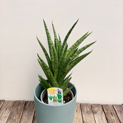 ホーリ＊ハイブリッド種＊サンスベリア＊観葉植物＊ 9枚目の画像