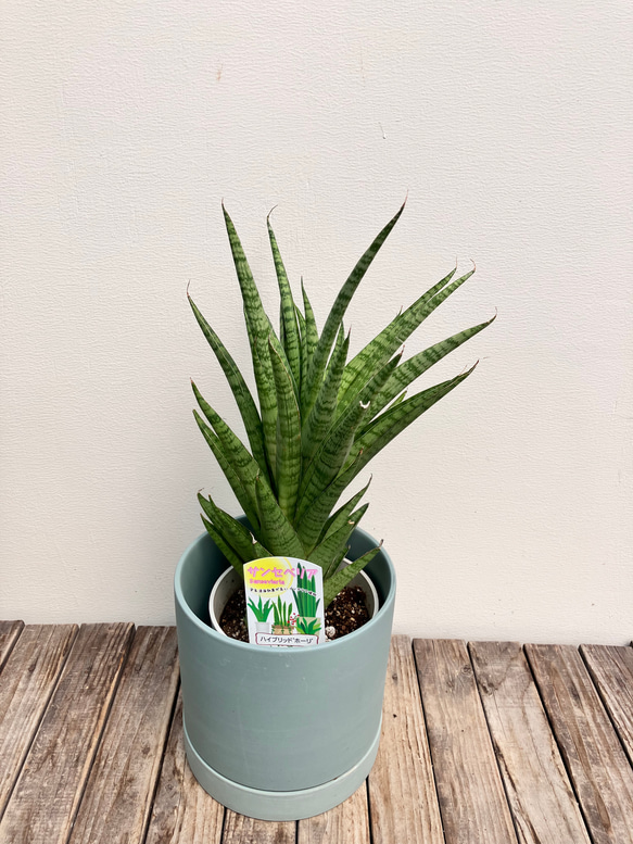 ホーリ＊ハイブリッド種＊サンスベリア＊観葉植物＊ 9枚目の画像