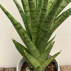 ホーリ＊ハイブリッド種＊サンスベリア＊観葉植物＊ 5枚目の画像