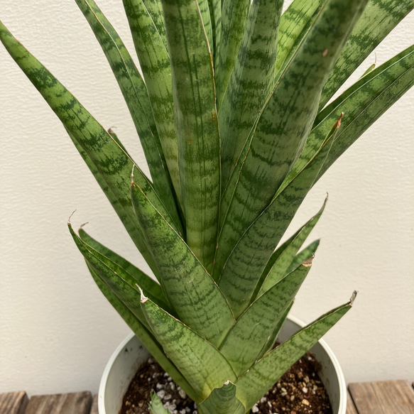 ホーリ＊ハイブリッド種＊サンスベリア＊観葉植物＊ 5枚目の画像
