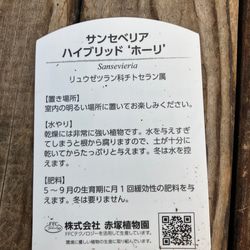 ホーリ＊ハイブリッド種＊サンスベリア＊観葉植物＊ 8枚目の画像