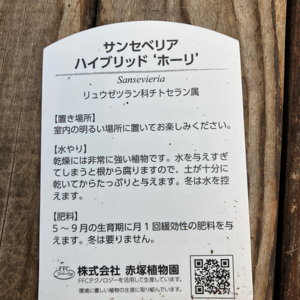 ホーリ＊ハイブリッド種＊サンスベリア＊観葉植物＊ 8枚目の画像