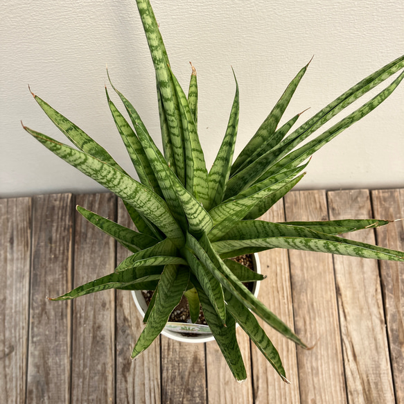 ホーリ＊ハイブリッド種＊サンスベリア＊観葉植物＊ 3枚目の画像