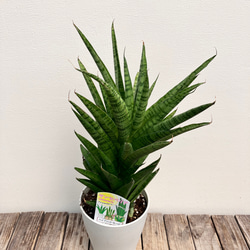 ホーリ＊ハイブリッド種＊サンスベリア＊観葉植物＊ 7枚目の画像