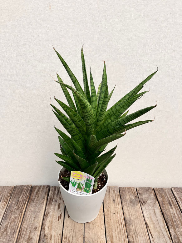 ホーリ＊ハイブリッド種＊サンスベリア＊観葉植物＊ 7枚目の画像