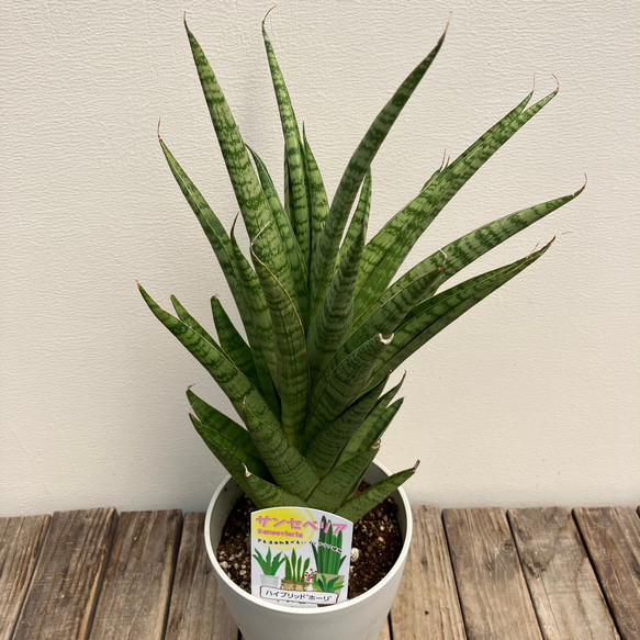 ホーリ＊ハイブリッド種＊サンスベリア＊観葉植物＊ 2枚目の画像