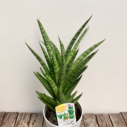 ホーリ＊ハイブリッド種＊サンスベリア＊観葉植物＊ 4枚目の画像