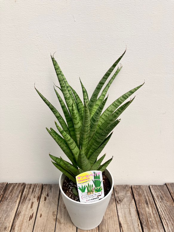 ホーリ＊ハイブリッド種＊サンスベリア＊観葉植物＊ 4枚目の画像