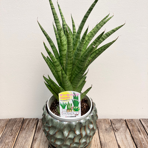 サンスベリア　ハイブリット　ホーリー　陶器鉢　植え込み発送 サンスベリア 3.5号 ハイブリッド 'ホーリ' 白陶器鉢仕様｜観葉02-D2
