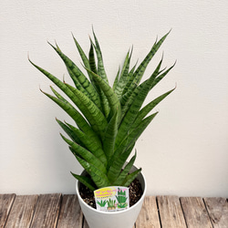 ホーリ＊ハイブリッド種＊サンスベリア＊観葉植物＊ 6枚目の画像
