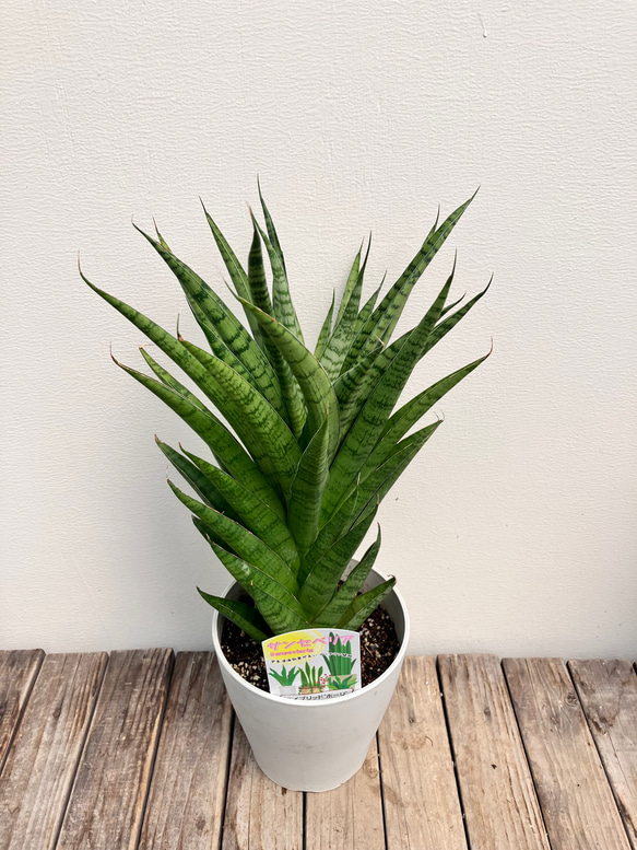 ホーリ＊ハイブリッド種＊サンスベリア＊観葉植物＊ 6枚目の画像