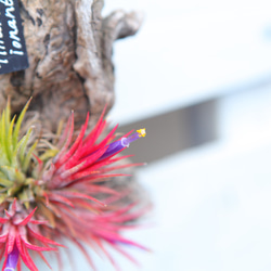 現品【P. Pegasus】ビカクシダ ペガサス No320 多肉植物 匠かけつぎ