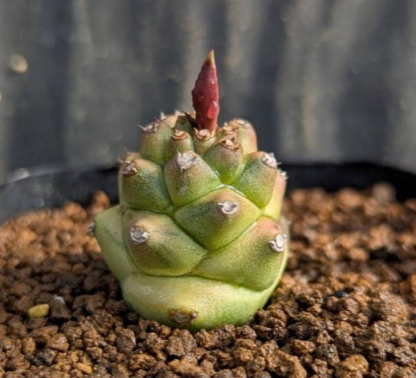 多肉植物^o^ 希少❣️リチェイ錦 【公式通販】