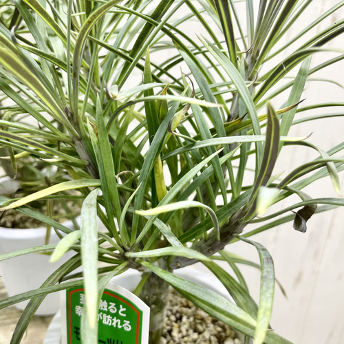 幸福を呼ぶ不思議な植物 モンキーツリー（セネシオ・クレイニア）3鉢