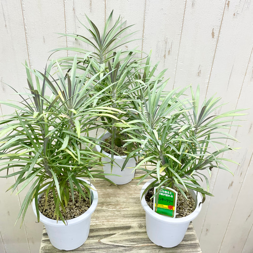 幸福を呼ぶ不思議な植物 モンキーツリー（セネシオ・クレイニア）3鉢