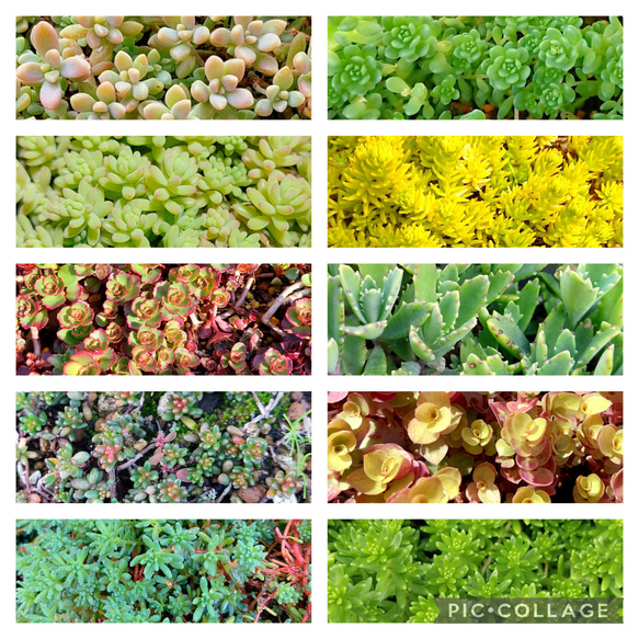 多肉植物セダム10種 各5カットずつ【育成説明書付】 一輪挿し・花瓶