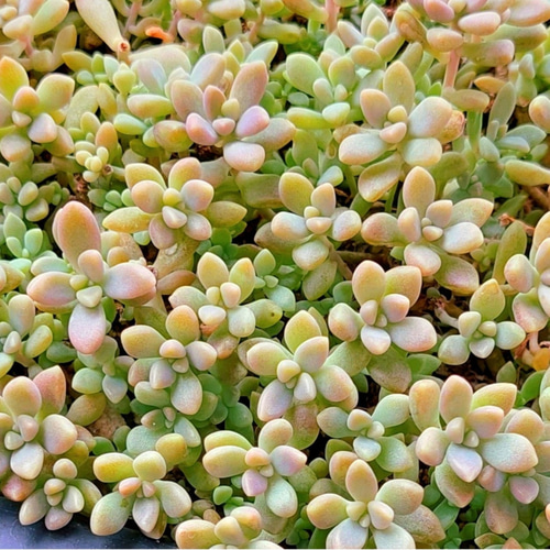 多肉植物　セダム　カリシア　50カット 多肉植物セダム 桜色カリシア50カット【育成説明書付】 - メルカリ