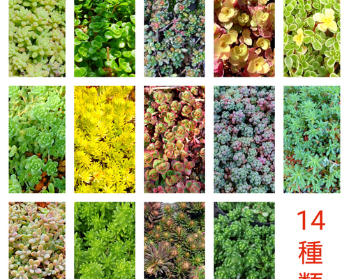 多肉植物セダム14種類 各5カットずつ【育成説明書付】 一輪挿し・花瓶