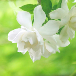 【再販　期間限定15％OFF】リアル梔子ノ香　 10ml　生花の香りを再現　衣類フレグランス　ファブリックミスト 2枚目の画像