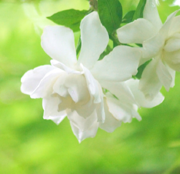 【再販　期間限定15％OFF】リアル梔子ノ香　 10ml　生花の香りを再現　衣類フレグランス　ファブリックミスト 2枚目の画像
