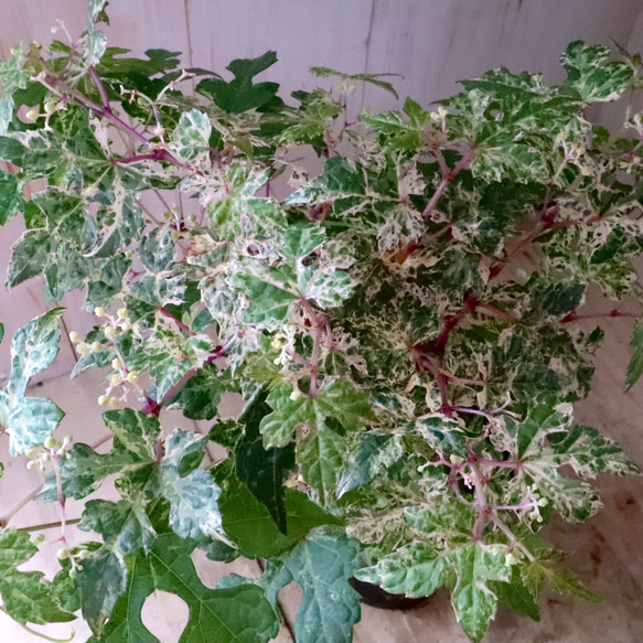 斑入り♡野ぶどう♡エレガンス♡落葉樹♡ 1枚目の画像