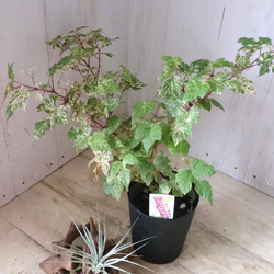 斑入り♡野ぶどう♡エレガンス♡落葉樹♡ 9枚目の画像