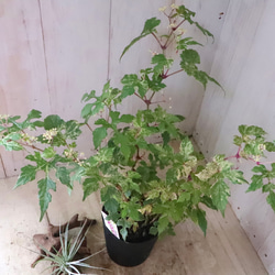 斑入り♡野ぶどう♡エレガンス♡落葉樹♡ 19枚目の画像